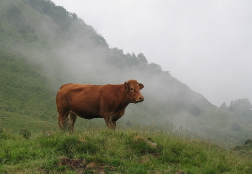 Vache limousine