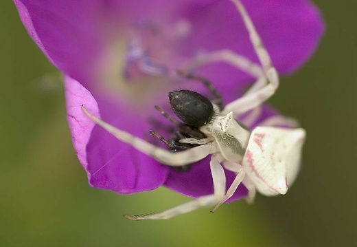 Araignée