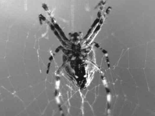 Araneus diadematus
