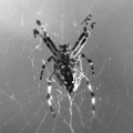 Araneus diadematus