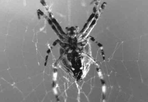 Araneus diadematus