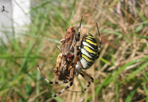 Argiope bruennichi