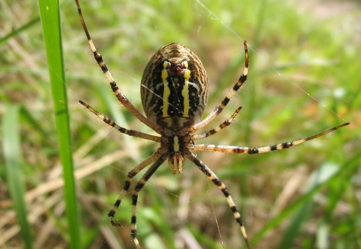 Argiope bruennichi