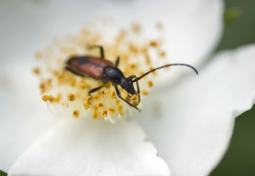 Cerambycidae