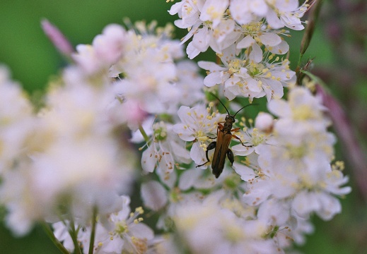 Cerambycidae