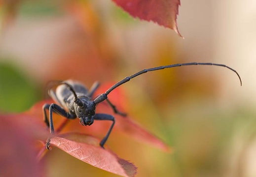 Cerambycidae