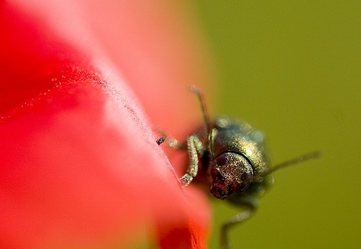 Cetonia