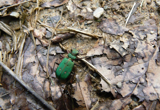 Cicindela campestris