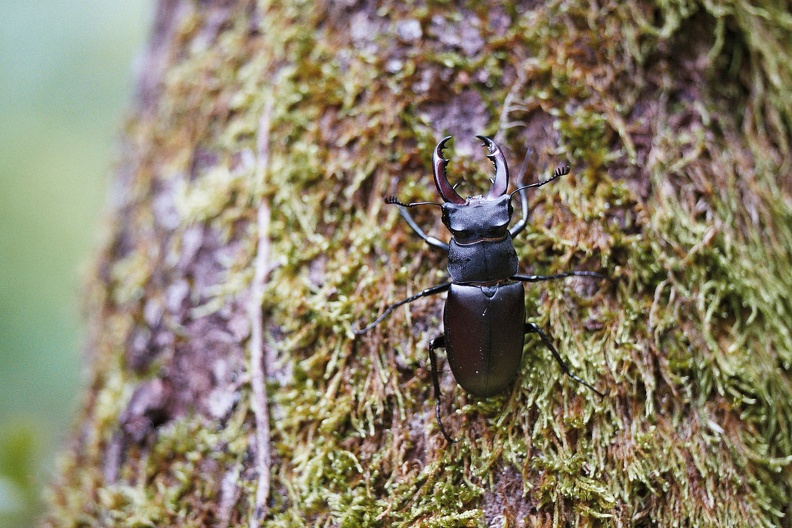 Lucanus cervus1.jpg