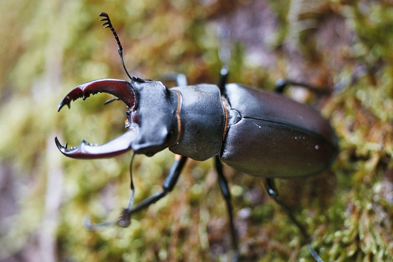 Lucanus cervus (cerf-volant) mâle. Lucanus cervus2.jpg