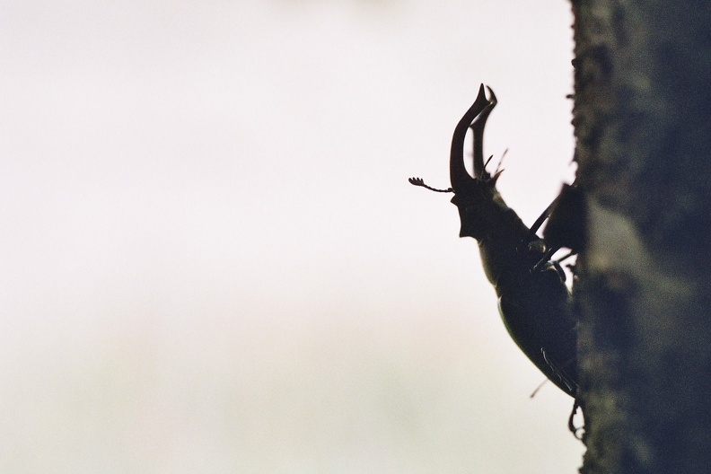 Lucanus cervus (cerf-volant) mâle. Lucanus cervus3.jpg
