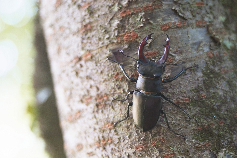 Cerf-volant mâle. Lucanus cervus4.jpg