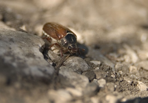 Melolontha melolontha