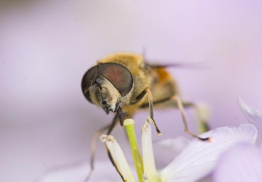 Syrphidae