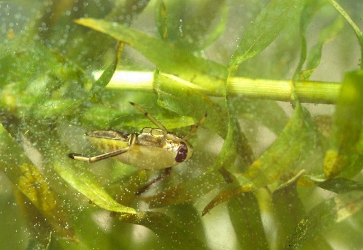 Notonectidae