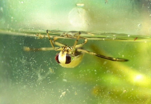 Notonectidae