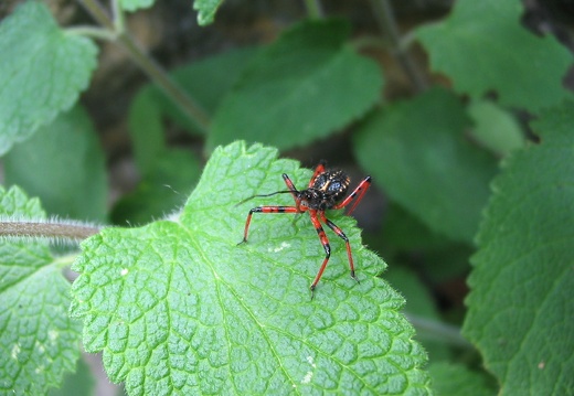 Rhinocoris iracundus