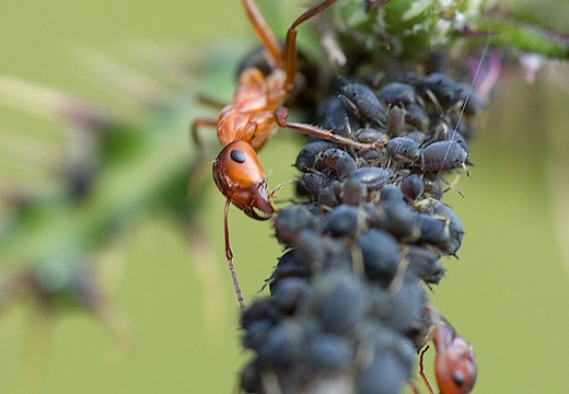 Formica rufa