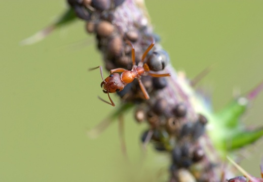 Formica rufa