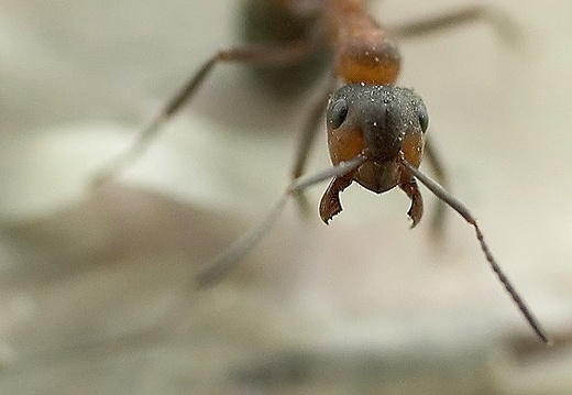 Formica rufa
