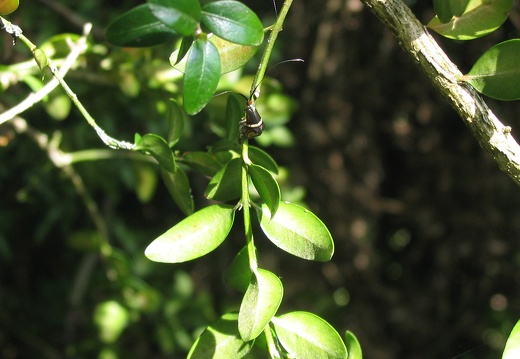 Adela degeerella