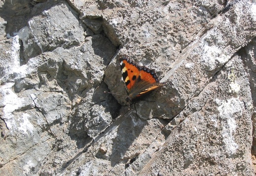Aglais urticae