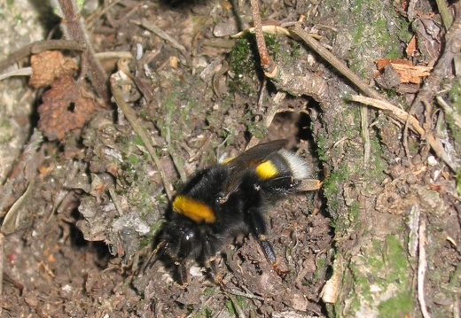Bombus terrestris