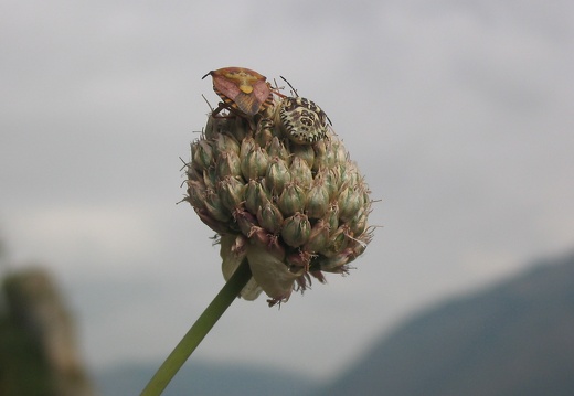 Heteroptera