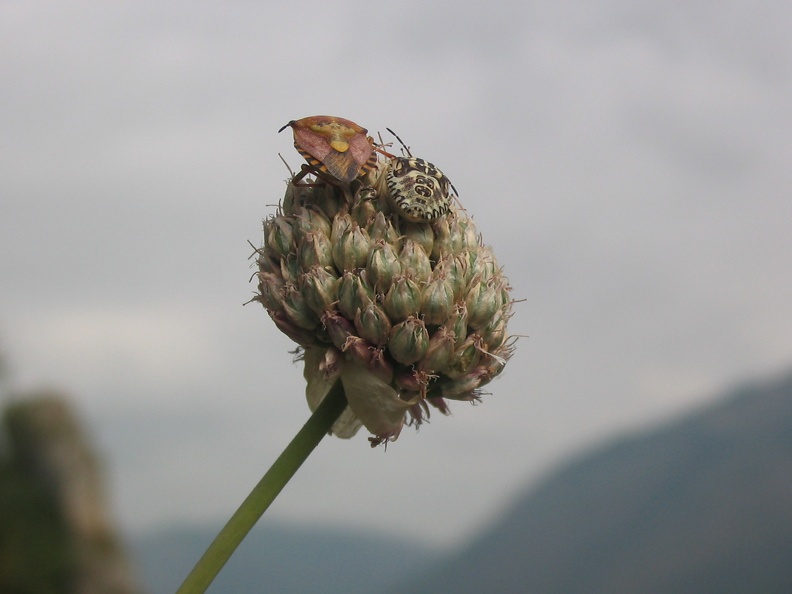Heteroptera.JPG