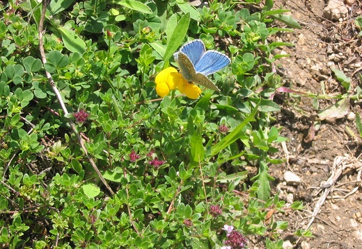 JV Polyommatus icarus