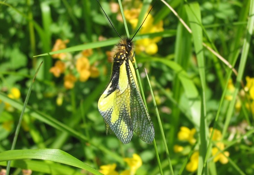 Libelloides coccajus