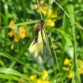 Libelloides coccajus.JPG