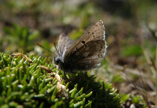Agriades glandon