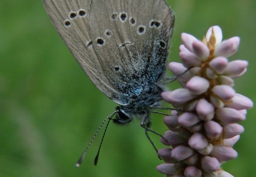Cupido minimus