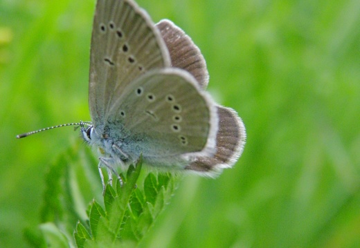 Cyaniris semiargus