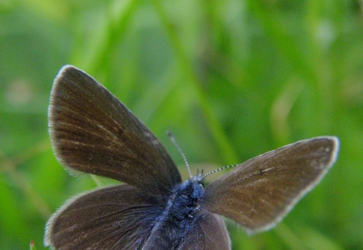 Cyaniris semiargus