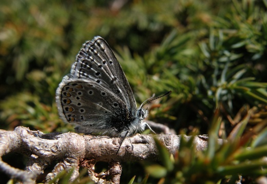 Polyommatus eros