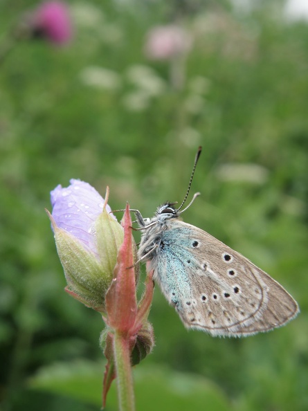 Eumedonia eumedon.JPG