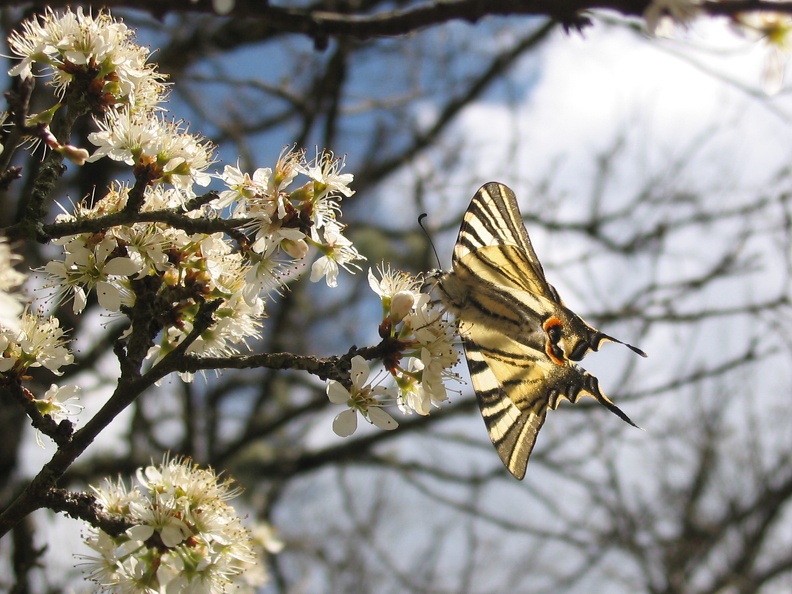 Iphiclides podalirius.jpg