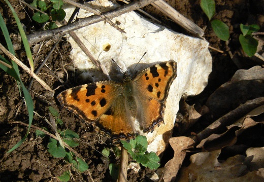 Nymphalis polychloros