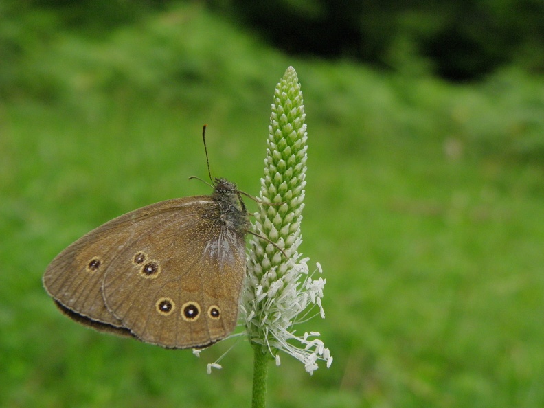 Aphantopus hyperantus.JPG