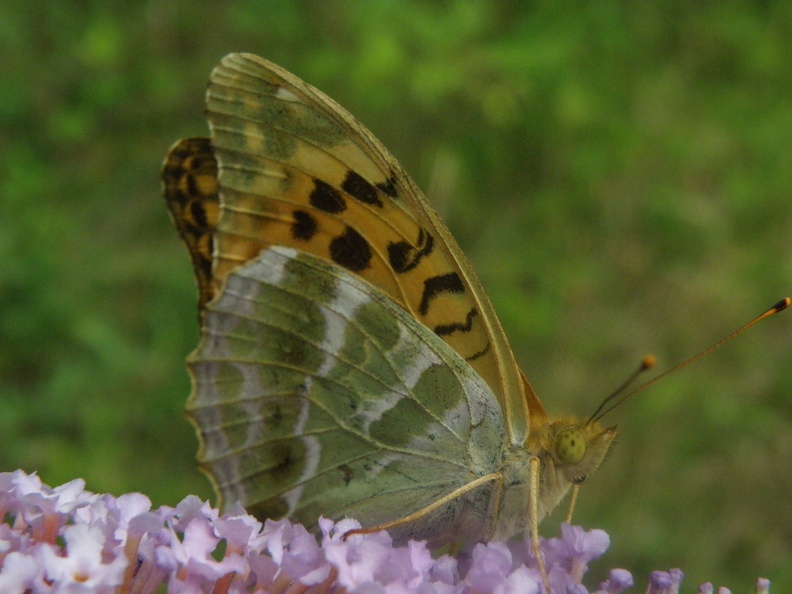 Argynnis paphiaa3.JPG