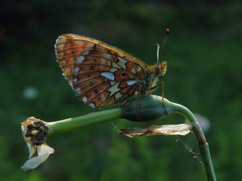 Boloria euphrosyne1.JPG