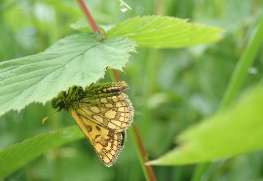 carterocephalus palaemon