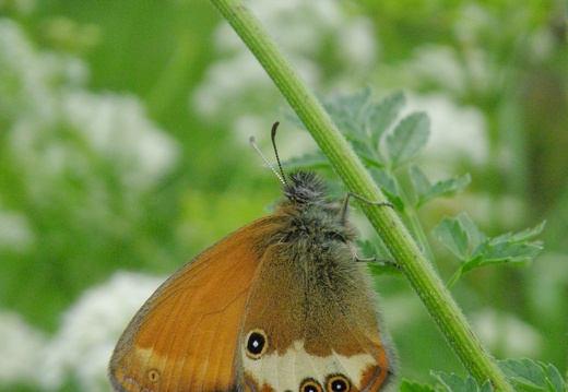 Coenonympha arcania