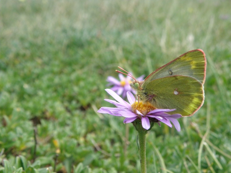 Colias phicomone1.JPG