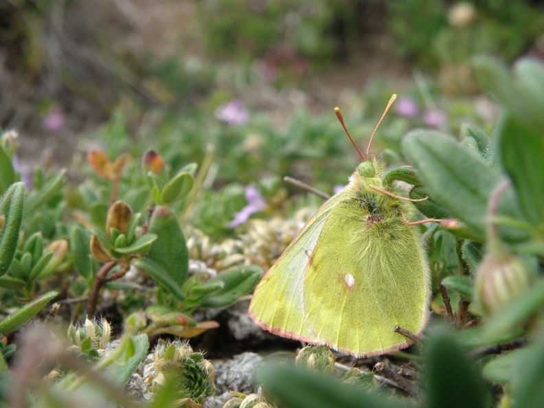 Colias phicomone2.JPG