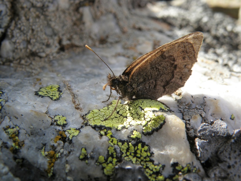 Erebia meolans