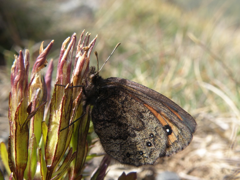 Erebia meolans