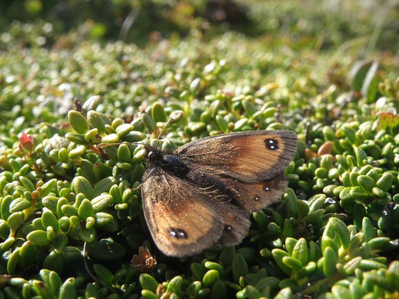 Erebia pandrose